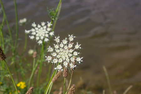 White flowers at the seaの写真素材