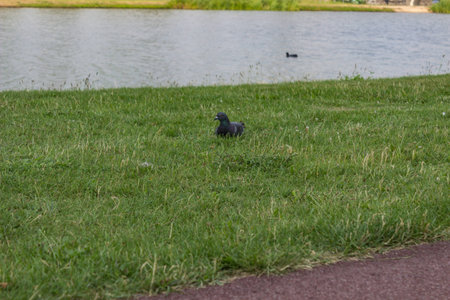A pigeon at a lakeの写真素材