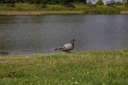A pigeon at the lake shoreの写真素材