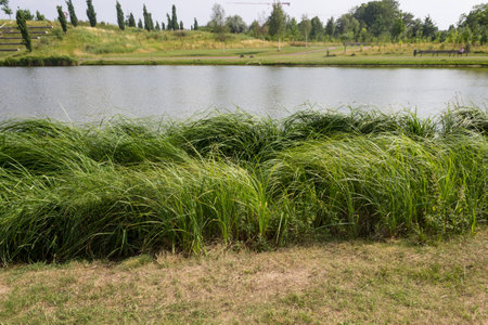 A Lake shore withe grass and meadowの写真素材
