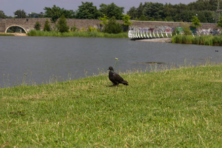 A pigeon at the lake shoreの写真素材
