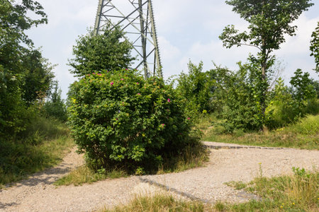 A Bush with purple flowers in front of high voltage mastの写真素材