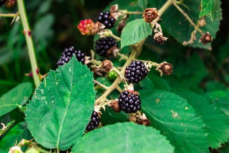 Sweet blackberries at bush in close upの写真素材