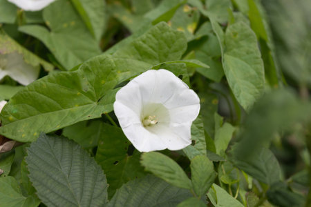 Ipomoea pandurata - Star Shape Flower.の写真素材