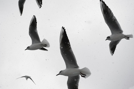 Seagulls flying at the snowの写真素材