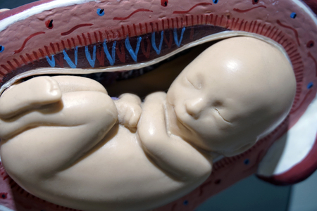 Embryo model, fetus for classroom education.の写真素材