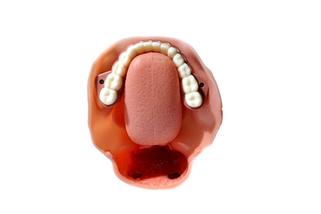Simulation medicine model of throat larynx/pharynx and trachea for anatomy examination and treatment...