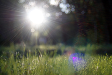 Amazing sunlight gleam during sunset with green grass as nature background.の写真素材