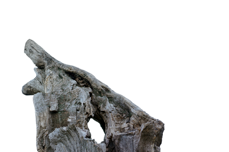 Dry tree branch on a white background. isolatedの写真素材