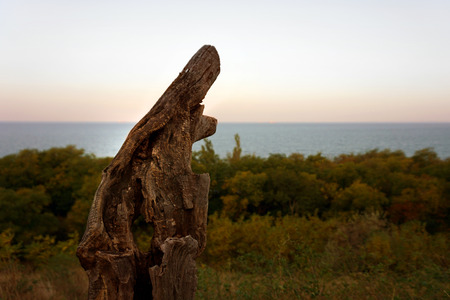 Dry tree branch on a seashore backgroundの写真素材