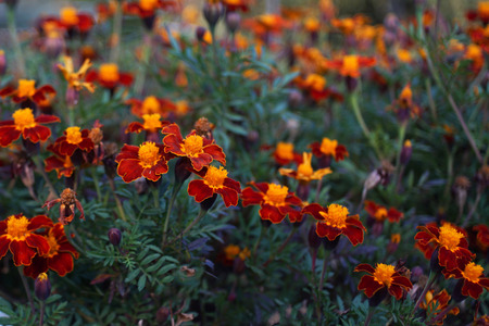Macro shot of marigold flowers in orange colors with beautiful blurry background.の写真素材
