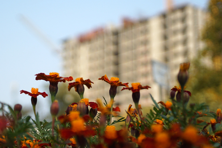 Urban flowers in front of high-rise buildings. Flowers in the city. Orange marigolds adorn the landscape of the park in the city.の写真素材