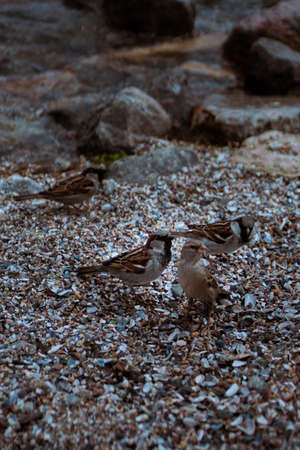 Group of Brown feather sparrows perched on a sea rocks. Little bird. Small sparrow. Urban bird. Wild birdの写真素材