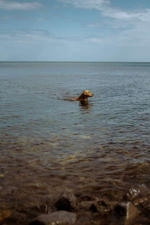 A photo of a dog swimming in the water on the beach. Verticalの写真素材