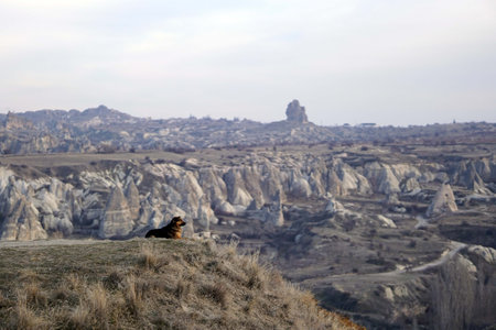 Sad Dog on Top of Rocky Canyon Valley in Front of a city Goreme Cappadocia view in the Mountains of National Park.の写真素材