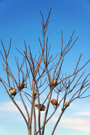Clay jars hanging on dry tree branches with clear blue sky backgroundの写真素材