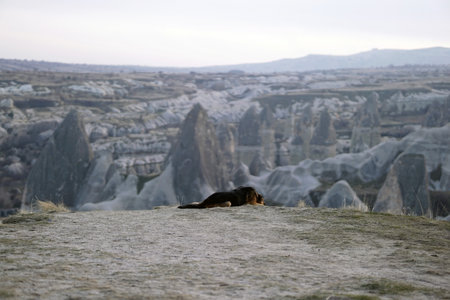 Sad Dog on Top of Rocky Canyon Valley in Front of a city Goreme Cappadocia view in the Mountains of National Park.の写真素材