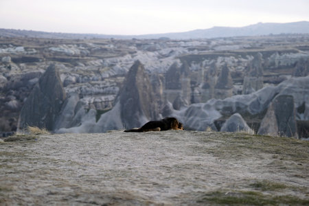 Sad Dog on Top of Rocky Canyon Valley in Front of a city Goreme Cappadocia view in the Mountains of National Park.の写真素材