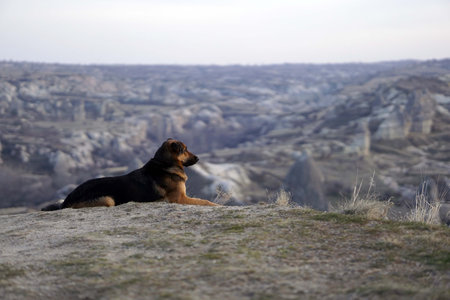 Sad Dog on Top of Rocky Canyon Valley in Front of a city Goreme Cappadocia view in the Mountains of National Park.の写真素材