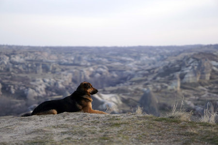 Sad Dog on Top of Rocky Canyon Valley in Front of a city Goreme Cappadocia view in the Mountains of National Park.の写真素材