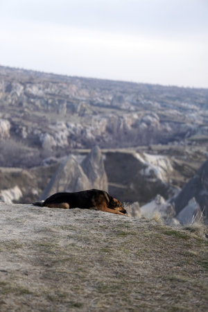 Sad Dog on Top of Rocky Canyon Valley in Front of a city Goreme Cappadocia view in the Mountains of National Park.の写真素材