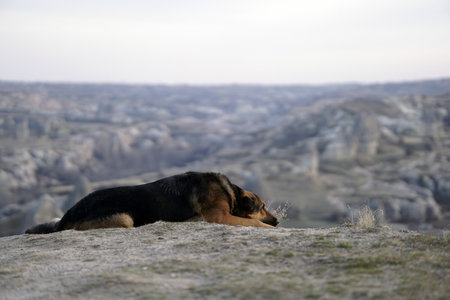 Sad Dog on Top of Rocky Canyon Valley in Front of a city Goreme Cappadocia view in the Mountains of National Park.の写真素材