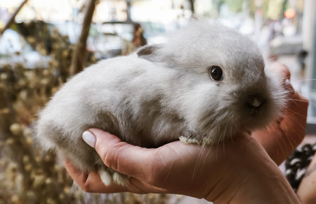 A close-up photograph of a small white rabbit gently resting on a woman's hand.