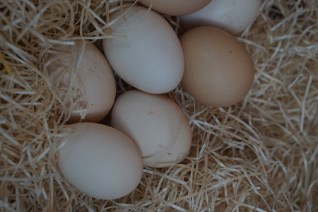 Close up of natural white and brown chicken eggs lying on straw in a rustic nest. Farm fresh organic eggs, healthy natural food concept, perfect for cooking, baking, or Easter decoration themes.の写真素材