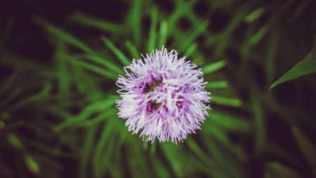Purple flower on green grass background