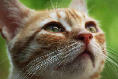 a close up shot of a cat with green eyesの写真素材