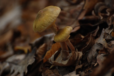 close up shot of mushroom