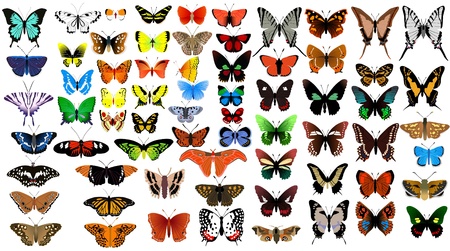 Big vector collection of butterfliesのイラスト素材