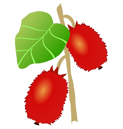 The actinidia plant on the white backgroundのイラスト素材