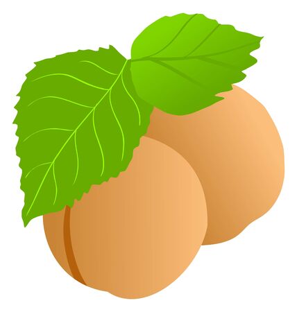 Couple of apricot on the white backgroundのイラスト素材