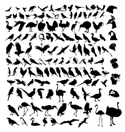 The big set of the different birdsのイラスト素材