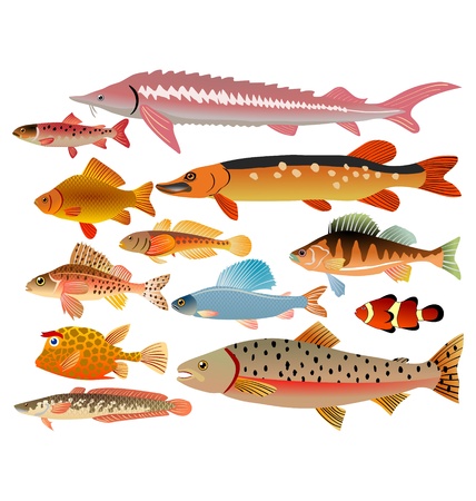The set of the sea and river fishesのイラスト素材