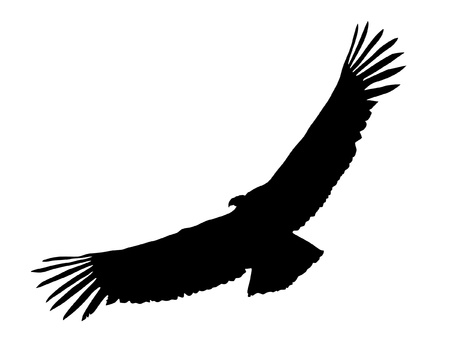 Illustration in style of black silhouette of condorのイラスト素材