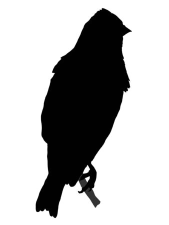 Illustration in style of black silhouette of linnetのイラスト素材