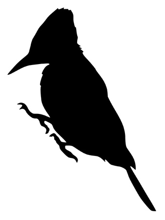 Illustration in style of black silhouette of woodpeckerのイラスト素材