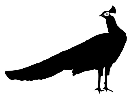 Illustration in style of black silhouette of peacockのイラスト素材