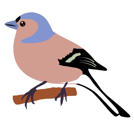 Illustration in style of colored silhouette of chaffinchのイラスト素材