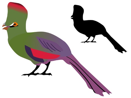 Illustration in style of colored silhouette of parrotのイラスト素材
