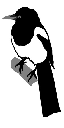 Illustration in style of colored silhouette of magpieのイラスト素材