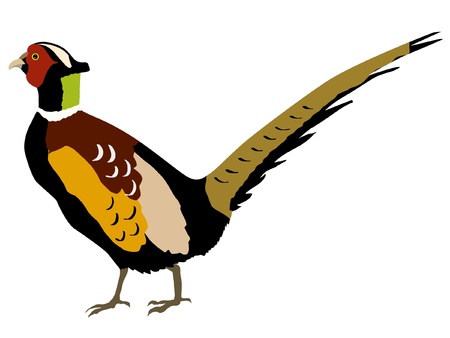 Illustration in style of colored silhouette of pheasantのイラスト素材