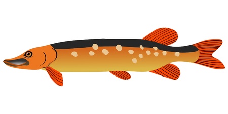 One coloured illustration of the beautiful fishのイラスト素材