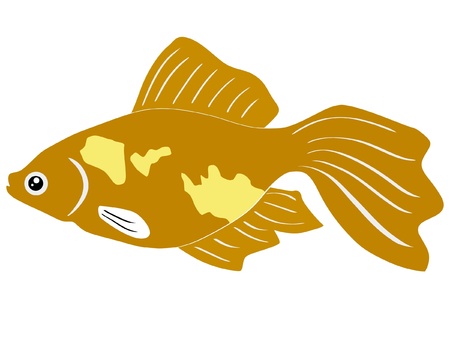 One colored illustration of a tropical fishのイラスト素材