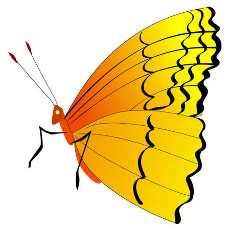 Illustration of butterflyのイラスト素材