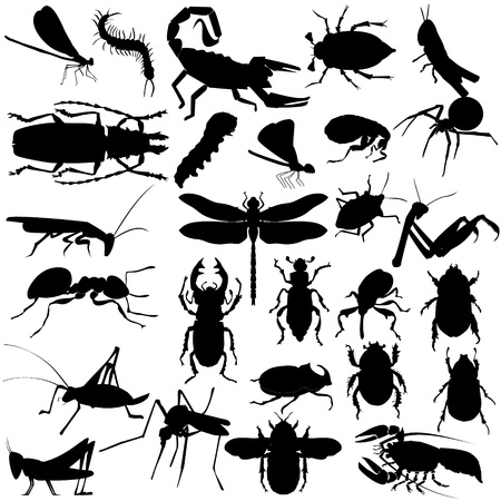 Big set of different insects and spidersのイラスト素材