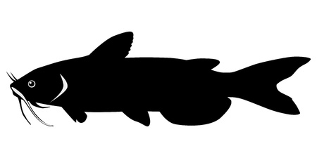 silhouette of the catfish on white backgroundのイラスト素材