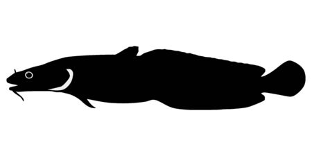 silhouette of the burbot on white backgroundのイラスト素材